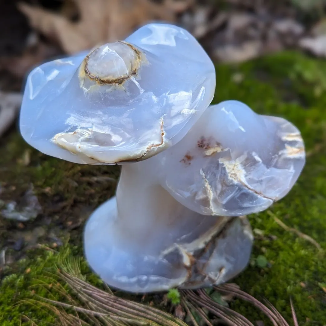 Blue Chalcedony Mushroom Carving ~ Spring Mushrooms ~ Mushroom Crystal Carving